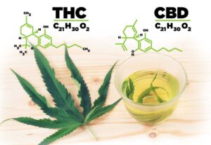 CBD vs THC